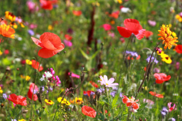 Sul Informação - Flores existem na Terra há 123 milhões de anos, determina estudo feito em Portugal