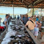 Sul Informação - Arraial, tertúlia e lota viva à antiga celebram Dia do Pescador em Alvor