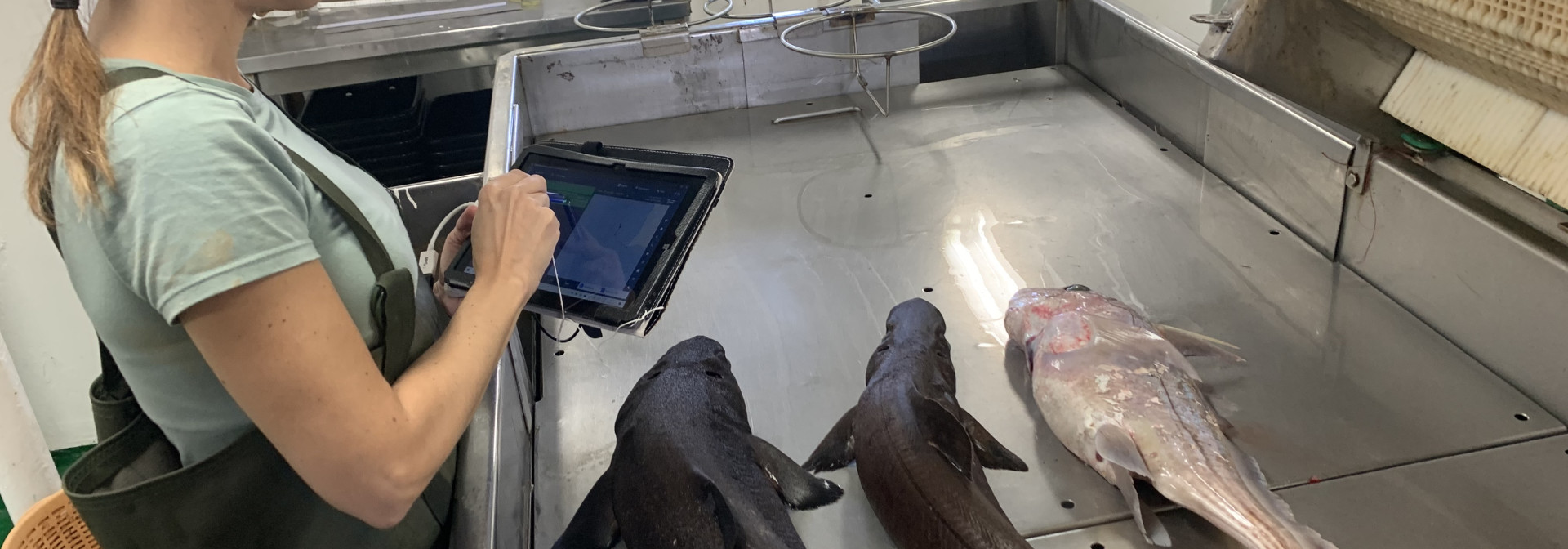 Sul Informação - Já há um guia para reduzir a captura acessória de tubarões e raias vítimas da pesca de arrasto 