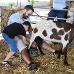Milhares desfrutaram do que há de melhor em Santiago do Cacém e na região