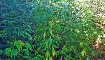 plantas de cannabis