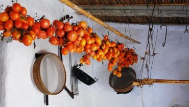 tomate de inverno na Mealha
