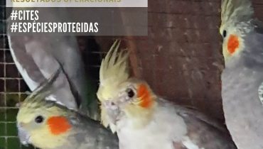 ASAE apreende aves exoticas_1|ASAE apreende aves exoticas_2
