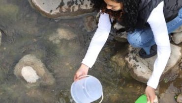 AVG Natureza Peixes