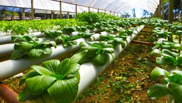 Agricultura hidroponica_Depositphotos_69223989_L