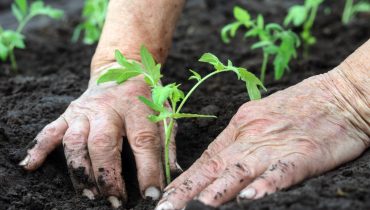 Planting a tomatoes seedling