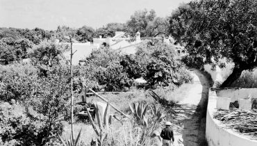 Algarve_pomar de sequeiro_Artur Pastor