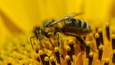 bee and sunflower