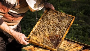 The beekeeper holds a honey cell with bees in his hands.