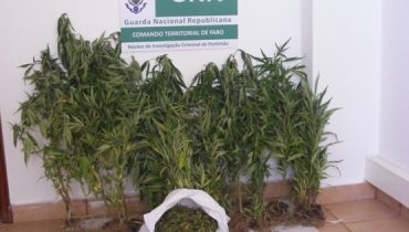 Apreensão Cannabis Vila do Bispo