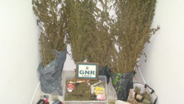 Apreensão Droga GNR Loulé janeiro 2014
