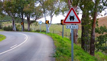 Atenção ao linces na estrada_02|Atenção ao linces na estrada_03|Atenção ao linces na estrada_01