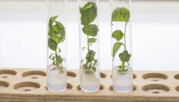 Biotecnologia agricola_Depositphotos_210115642_L|Biotecnologia agricola_Depositphotos_558463038_L