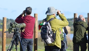 Birdwatching na Lagoa dos Salgados_2