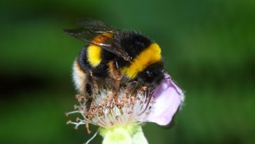 Bombus terrestris - Fotografia de Eduardo Marabuto(1)