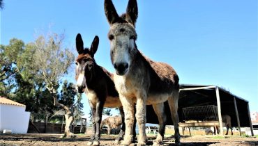 Burros_Quinta Pedagógica de Portimão