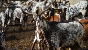 Cabra algarvia_er_02