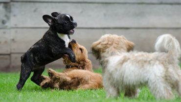 Cães a brincar