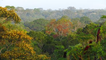 Canopy-view-Caxiuanã-Forest-Eastern-Amazon-créditos-Peter-Groenendijk-1