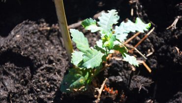 Carvalho_de_monchique_Quercus_Canariensis_er (1)|imagem