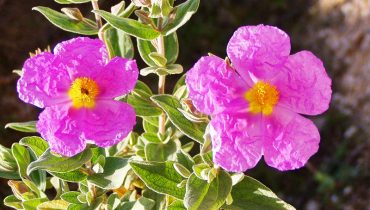Cistus_albidus_julio reis|rosmaninho