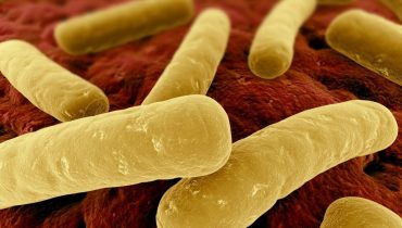 Clostridium-Difficile-1024x682|grupo de adriano henriques