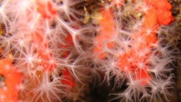 Corallium_rubrum_1