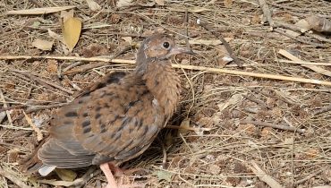 Cria Rola de Socorro|Rola de Socorro aviários|Rola de Socorro info