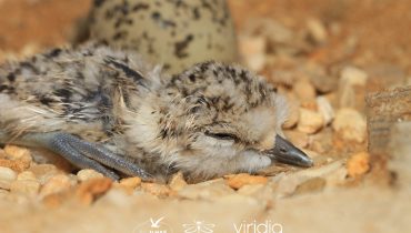 Cria de borrelho-de-coleira-interrompida (Charadrius alexandrinus)|Chilreta (Sternula albifrons) no ninho|Bio-ilha|Perdiz-do-mar (Glareola pratincola)|Cria de chilreta (Sternula albifrons)