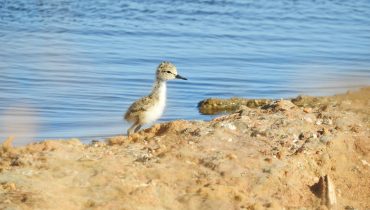 Cria_pernilongo1_AnaAlmeidaSPEA|chilreta_AnaAlmeidaSPEA (5)|Pilrito_das_praias_AnaAlmeidaSPEA|Pernilongo3_AnaAlmeidaSPEA