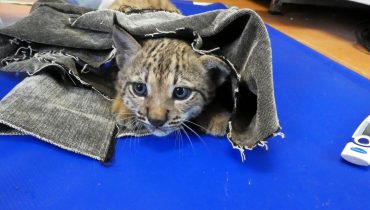 Crias de lince iberico (3)