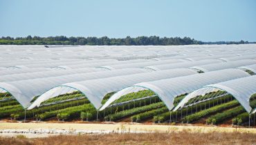 Estufas no PN Sudoeste Alentejano e Costa Vicentina_er