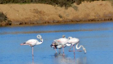 Flamingos na Ria Formosa
