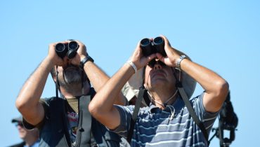 Festival Observação de Aves_bridwatching