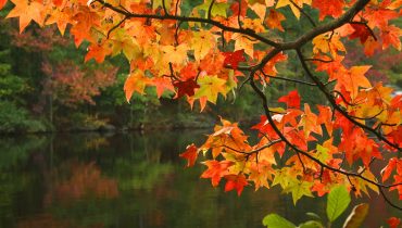 Fall Leaves