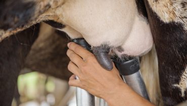Dairy farming|Hand milking