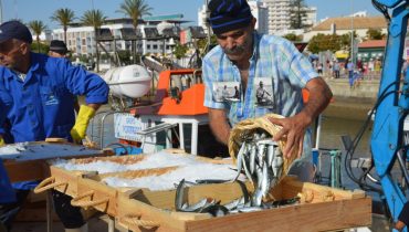Descarga da sardinha_er (25)