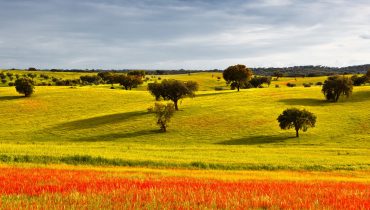 Typical landscape of Alentejo in the beginning of spring.