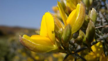 Detalhe de uma flor de Stauracanthus genistoides - Fotografia de Sergio Chozas (Custom)|Comunidade de Stauracanthus genistoides nas falésias da Paisagem Protegida da Arriba Fóssil da Costa da Caparica - Fotografia de Sergio Chozas (Custom)