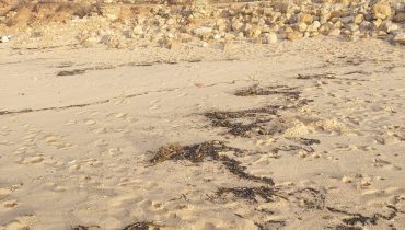 Detetado foco de poluição na praia de Cabanas Velhas em Vila do Bispo