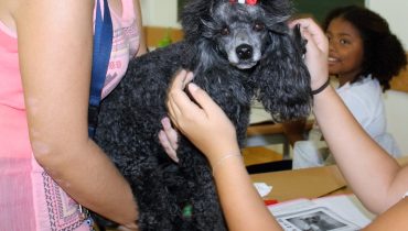 Dia Animal João da Rosa_2016_2|Dia Animal João da Rosa_2016_1|Dia Animal João da Rosa_2016_3|Dia Animal João da Rosa_2016_4|Dia Animal João da Rosa_2016_5|Dia Animal João da Rosa_2016_6
