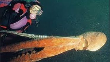Enteroctopus dofleini e homem
