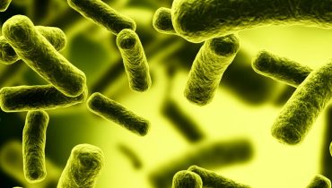 Escherichia coli|rato