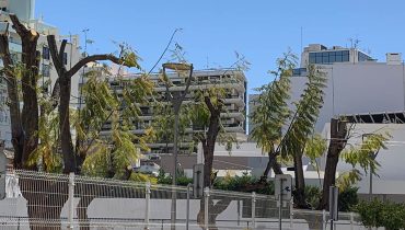 Escola de S Luis_Abril 2019|Alameda_Abril 2017|Alameda_Abril_2019|Jacarandá_anos após a poda|Robinia_ anos após a poda|Urbanização Montinho_2019_jpeg