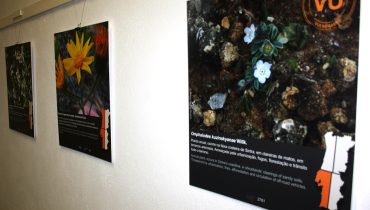 Exposição Flores Ameaçadas em Portugal
