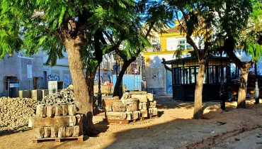 Faro_arvores em vias de ser transplantadas|Faro_jacarandá decepado|Faro_vigilia pelas arvores|Faro_vigilia pelas arvores2|Faro_jacarandás em flor