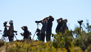 Festival Observação de Aves_Birdwatching_Sagres