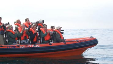 festival de birdwatching de sagres