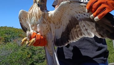 Festival de Observacao de Aves de Sagres_er (35)