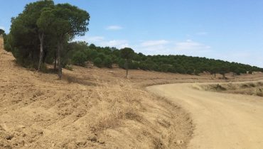 Floresta Mértola